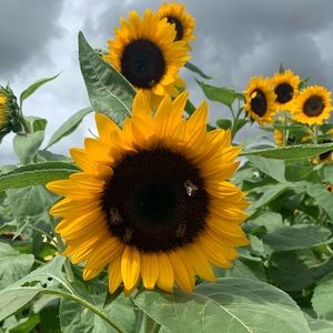 Meet your Posher, Susan